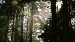 Photo by David Black. Morning light deep in the Redwoods National Park, California.
